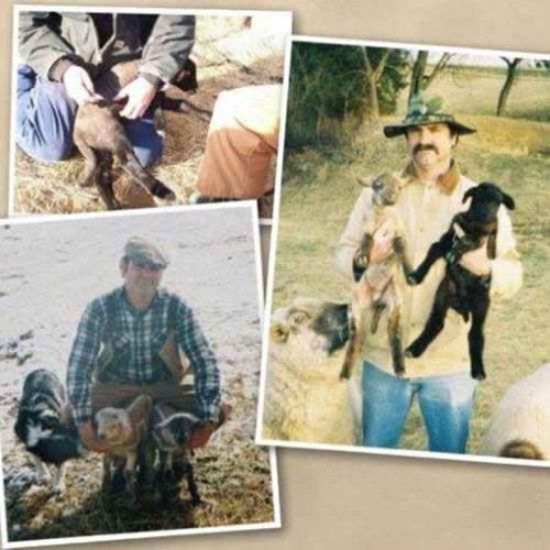 Lambing Season